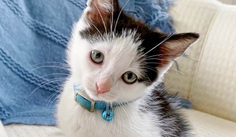 Kittens in Cincinnati looking for their fur-ever homes