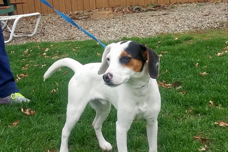 Puppies in Cleveland looking for their fur-ever homes