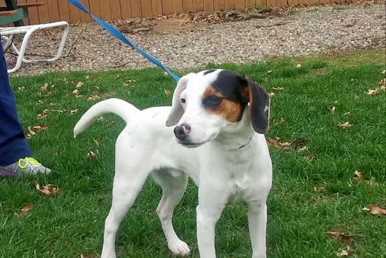 Puppies in Cleveland looking for their fur-ever homes
