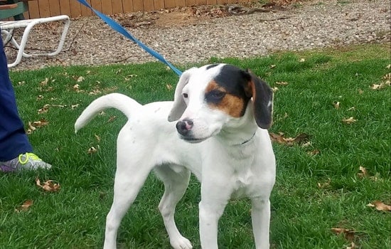 Puppies in Cleveland looking for their fur-ever homes