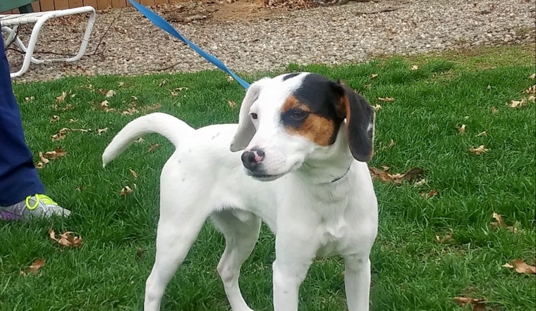 Puppies in Cleveland looking for their fur-ever homes