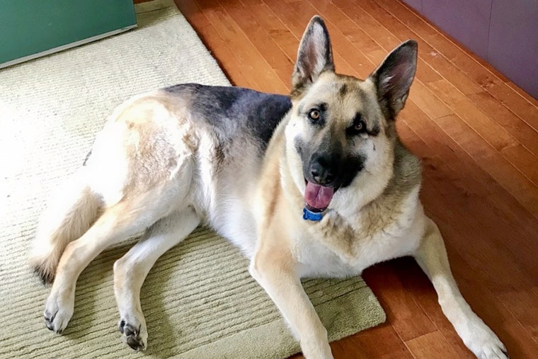 Dogs in Columbus looking for their fur-ever homes
