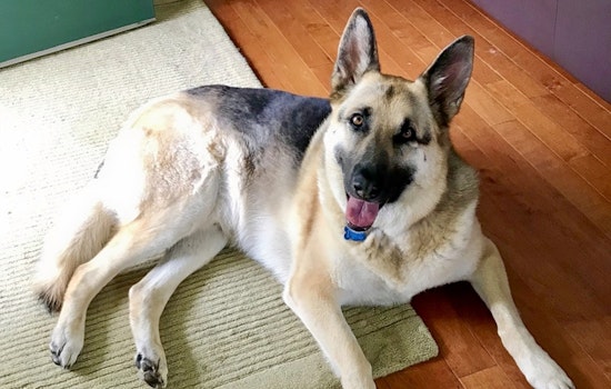 Dogs in Columbus looking for their fur-ever homes