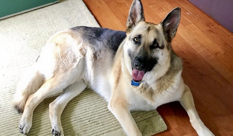 Dogs in Columbus looking for their fur-ever homes
