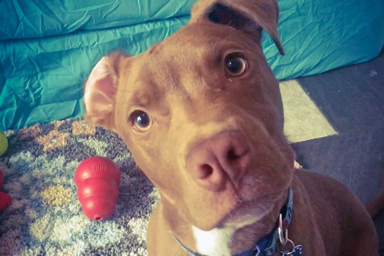 Puppies in Baltimore looking for their fur-ever homes