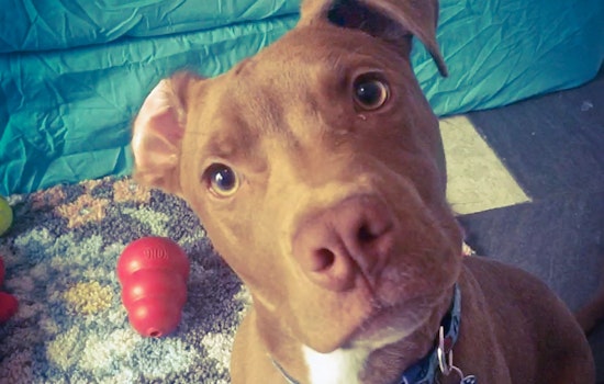 Puppies in Baltimore looking for their fur-ever homes
