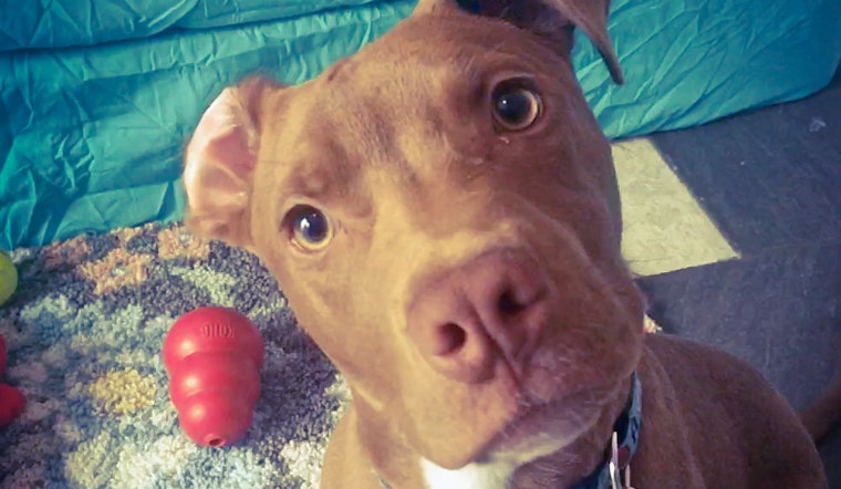 Puppies in Baltimore looking for their fur-ever homes