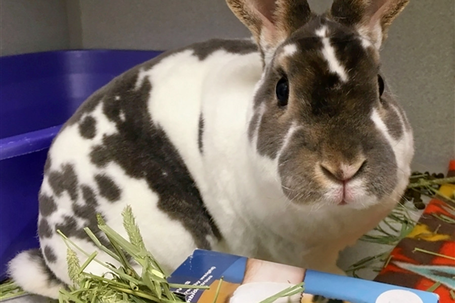 Rabbits in Pittsburgh looking for their furever homes