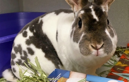 Rabbits in Pittsburgh looking for their fur-ever homes