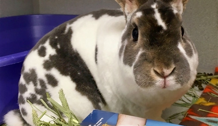 Rabbits in Pittsburgh looking for their fur-ever homes