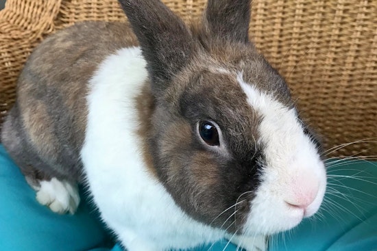 Rabbits in Philadelphia looking for their fur-ever homes