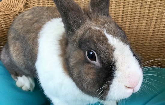 Rabbits in Philadelphia looking for their fur-ever homes
