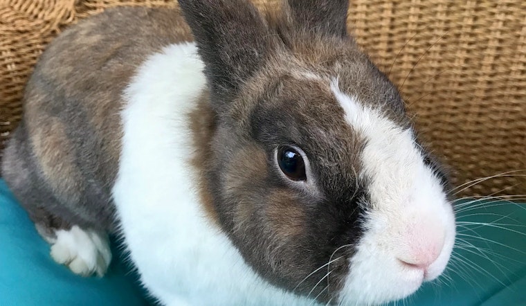 Rabbits in Philadelphia looking for their fur-ever homes