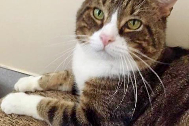 Cats in Boston looking for their fur-ever homes