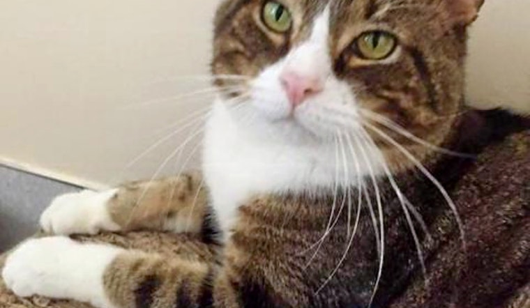 Cats in Boston looking for their fur-ever homes