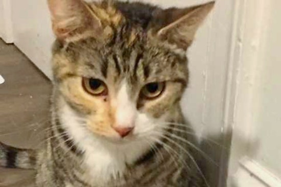 Cats in Washington looking for their fur-ever homes