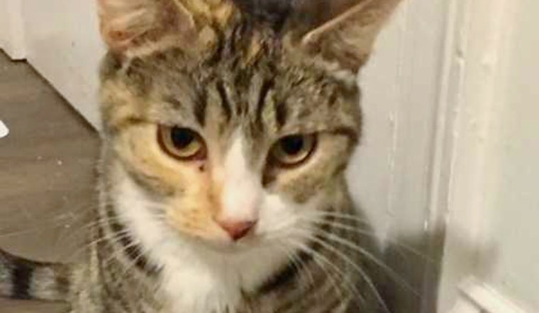 Cats in Washington looking for their fur-ever homes