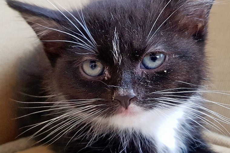 Kittens in New York City looking for their fur-ever homes