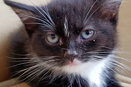Kittens in New York City looking for their fur-ever homes