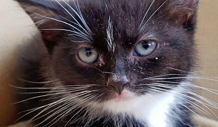 Kittens in New York City looking for their fur-ever homes