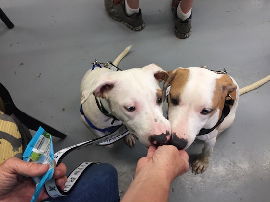 Rescue & Search: Hurricane Harvey Pets Seeking Forever Homes