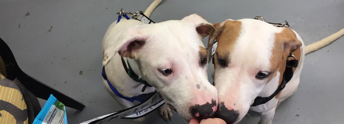 Rescue & Search: Hurricane Harvey Pets Seeking Forever Homes