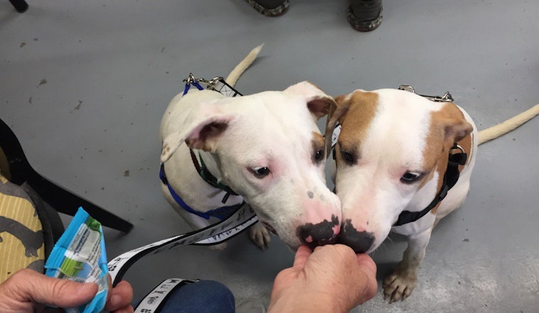 Rescue & Search: Hurricane Harvey Pets Seeking Forever Homes
