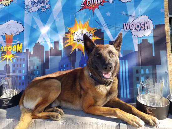 Top Stockton news: Apartment complex cited for overflowing trash; K-9s compete for 'Top Dog'; more