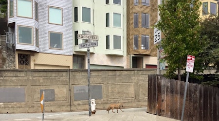 Coyote Spotted On Midday Stroll Through Upper Terrace