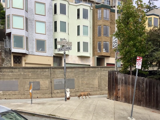 Coyote Spotted On Midday Stroll Through Upper Terrace