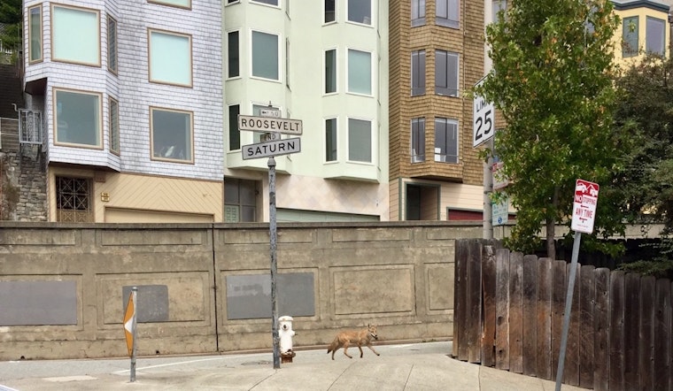 Coyote Spotted On Midday Stroll Through Upper Terrace