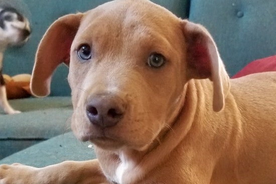 Puppies in Dallas looking for their fur-ever homes
