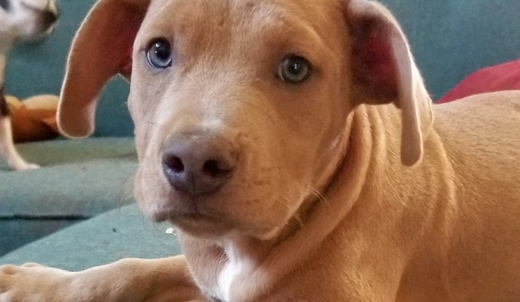Puppies in Dallas looking for their fur-ever homes