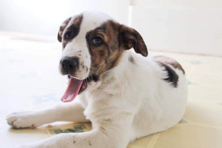 Puppies in Memphis looking for their fur-ever homes