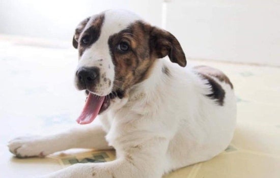 Puppies in Memphis looking for their fur-ever homes