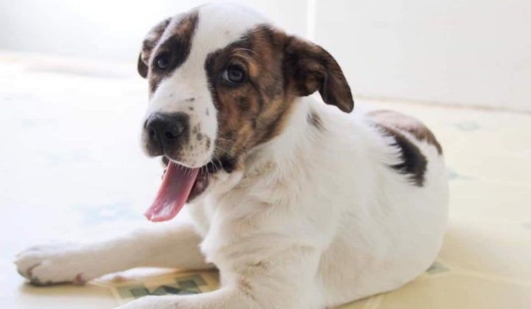 Puppies in Memphis looking for their fur-ever homes