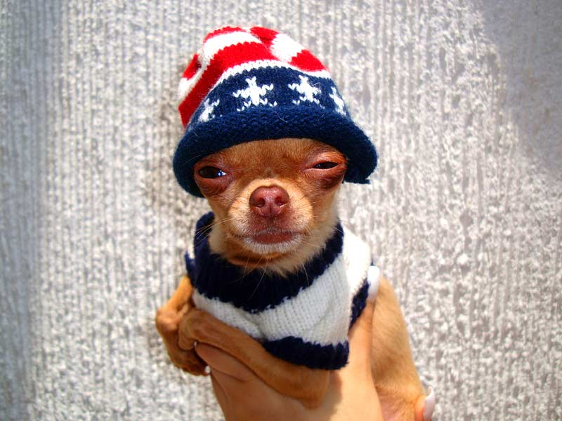 chihuahua with sweater