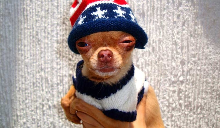 Sweater-Clad Chihuahua Sparks Upper Haight Shooting