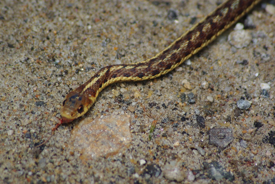 Top Raleigh news: Officers rescue stuck snake; school van hits house; more