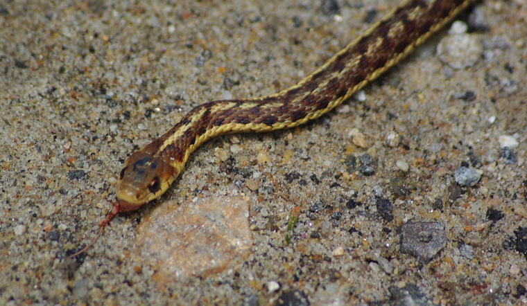 Top Raleigh news: Officers rescue stuck snake; school van hits house; more