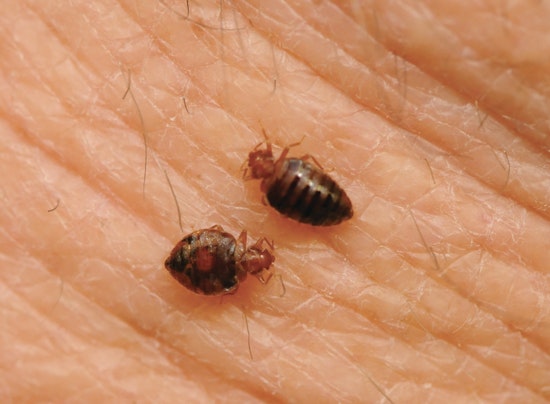 Top Boston news: Study says city a bed bug capital; cops begin wearing body camera; more