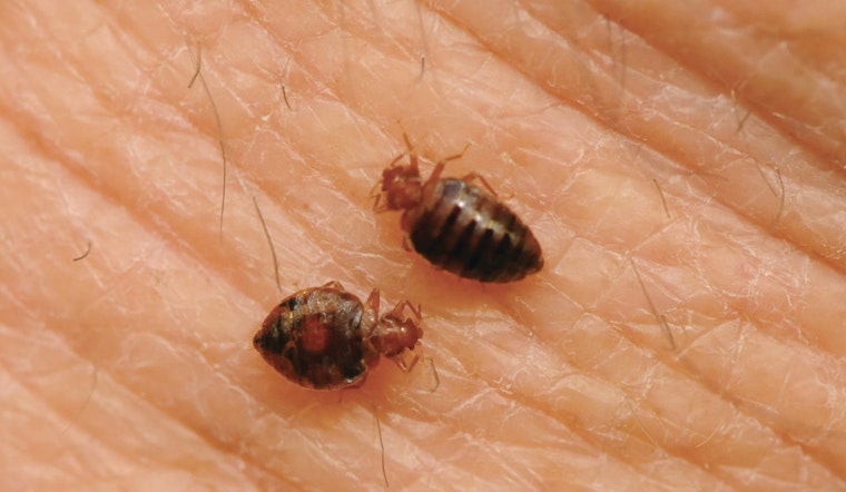 Top Boston news: Study says city a bed bug capital; cops begin wearing body camera; more