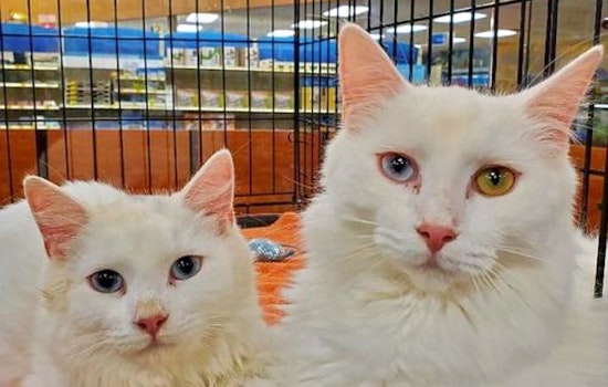 Cats in Atlanta looking for their fur-ever homes