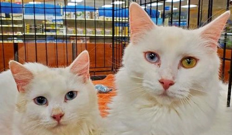 Cats in Atlanta looking for their fur-ever homes