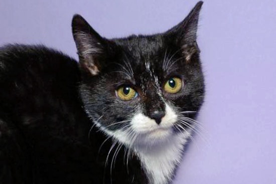 Kittens in Jersey City looking for their fur-ever homes