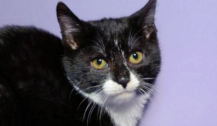 Kittens in Jersey City looking for their fur-ever homes