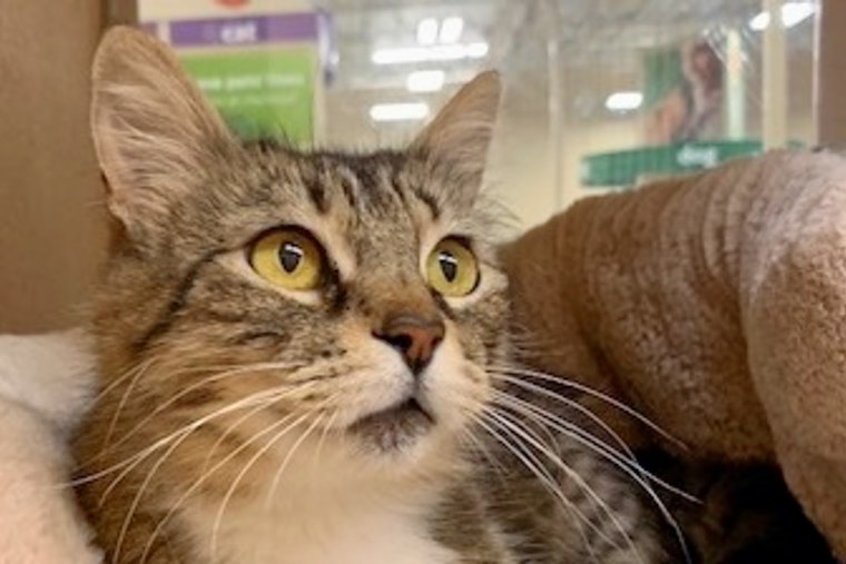 Cats in Long Beach looking for their fur-ever homes