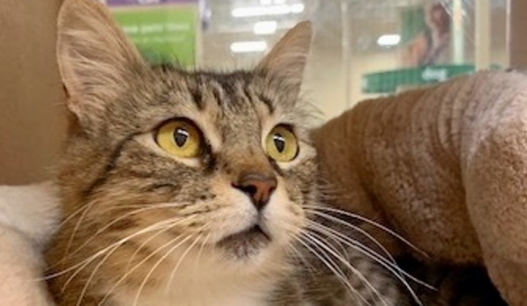 Cats in Long Beach looking for their fur-ever homes