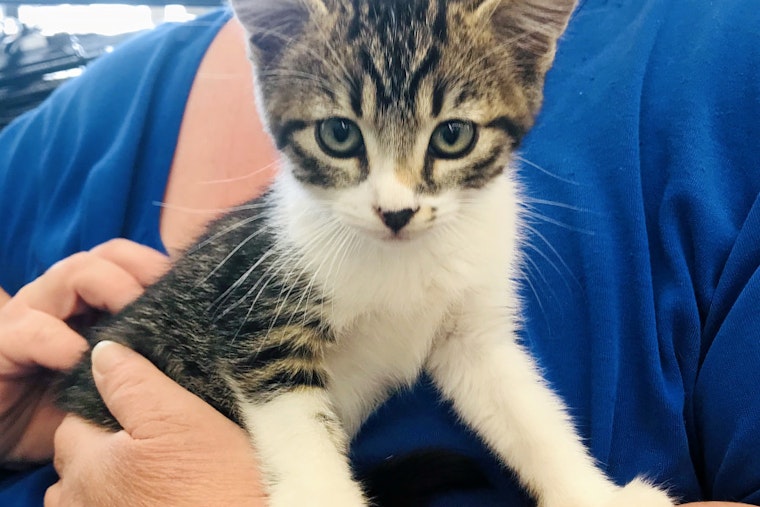 Kittens in Anaheim looking for their fur-ever homes