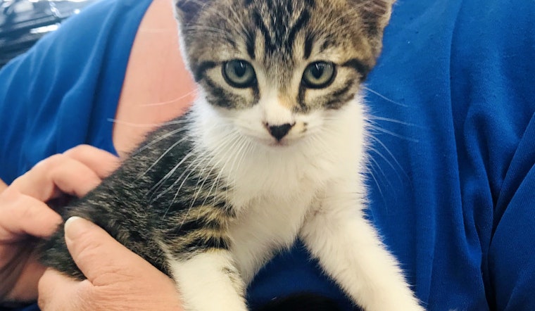Kittens in Anaheim looking for their fur-ever homes